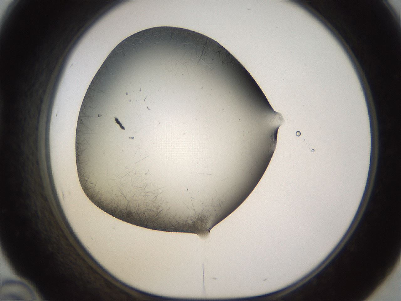 folderID256_plateID1256_batchID4115_wellNum46_profileID1_d1_r72707_ef.jpg