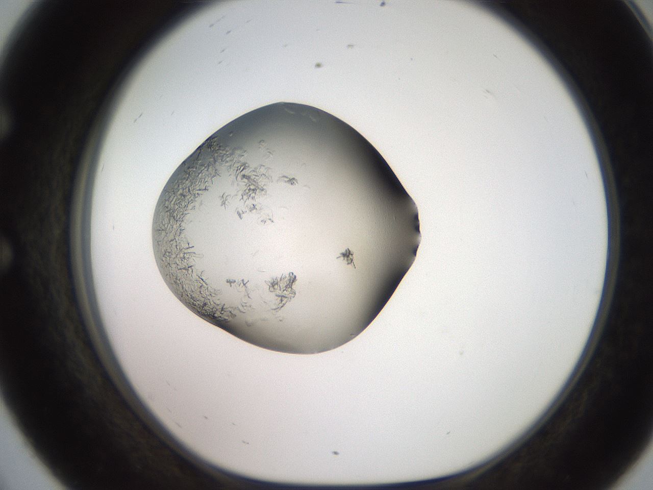 folderID257_plateID2257_batchID10332_wellNum56_profileID1_d1_r156720_ef.jpg