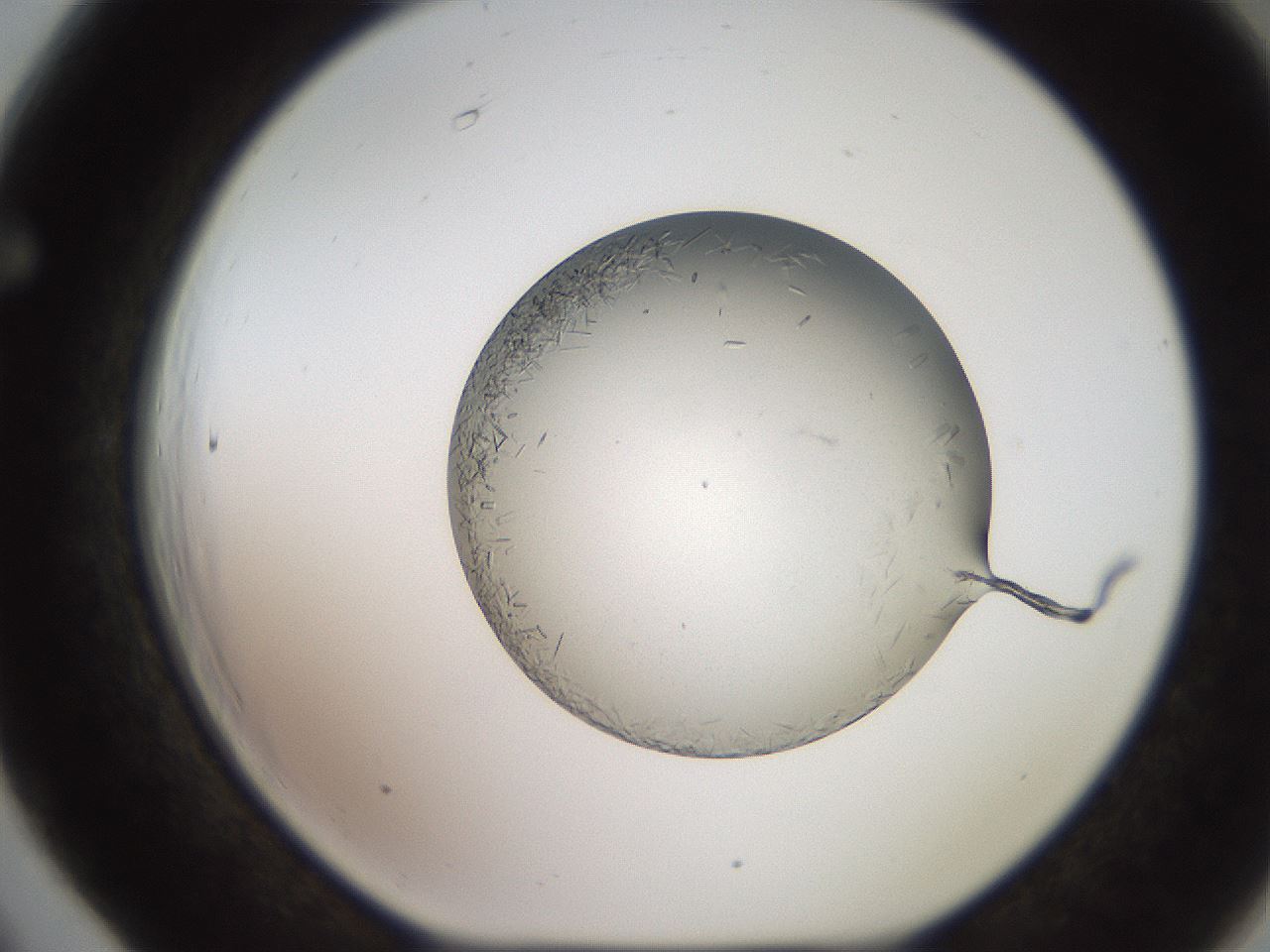 folderID258_plateID2258_batchID10333_wellNum66_profileID1_d1_r156932_ef.jpg