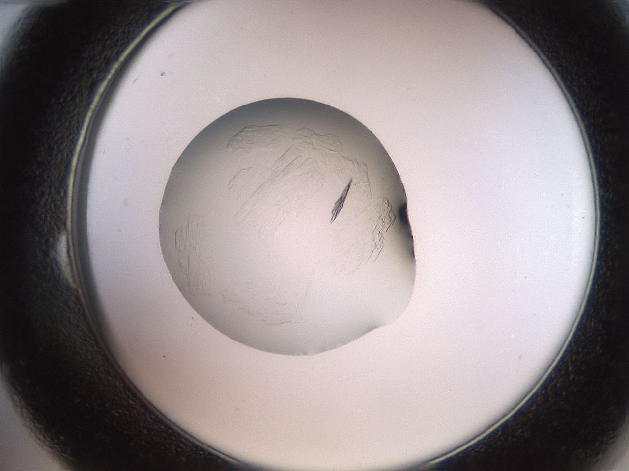 folderID260_plateID2260_batchID10334_wellNum24_profileID1_d2_r157041_ef.jpg