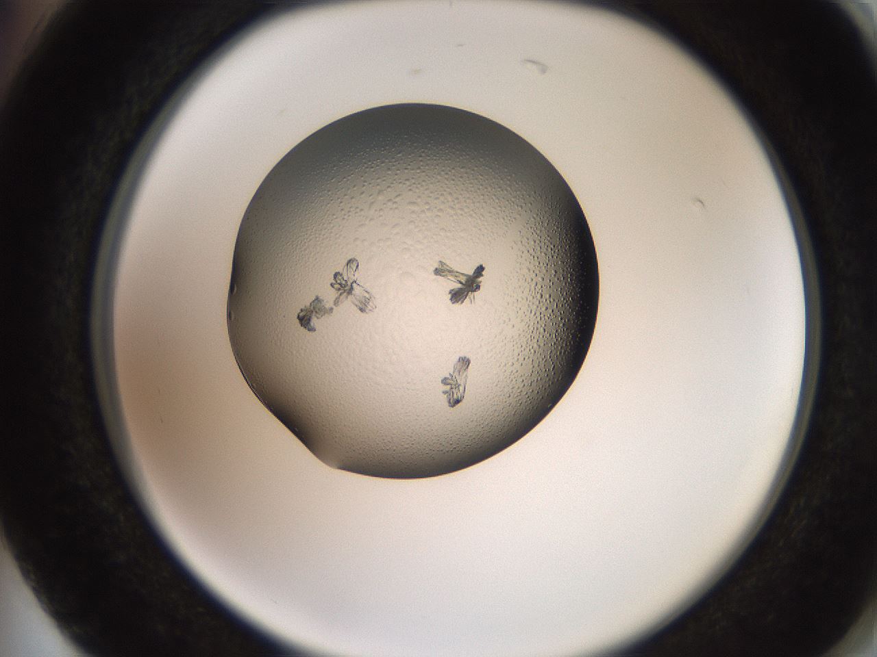 folderID260_plateID2260_batchID10334_wellNum74_profileID1_d2_r157141_ef.jpg