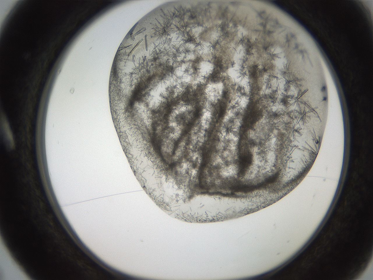 folderID273_plateID2273_batchID10598_wellNum5_profileID1_d1_r158342_ef.jpg
