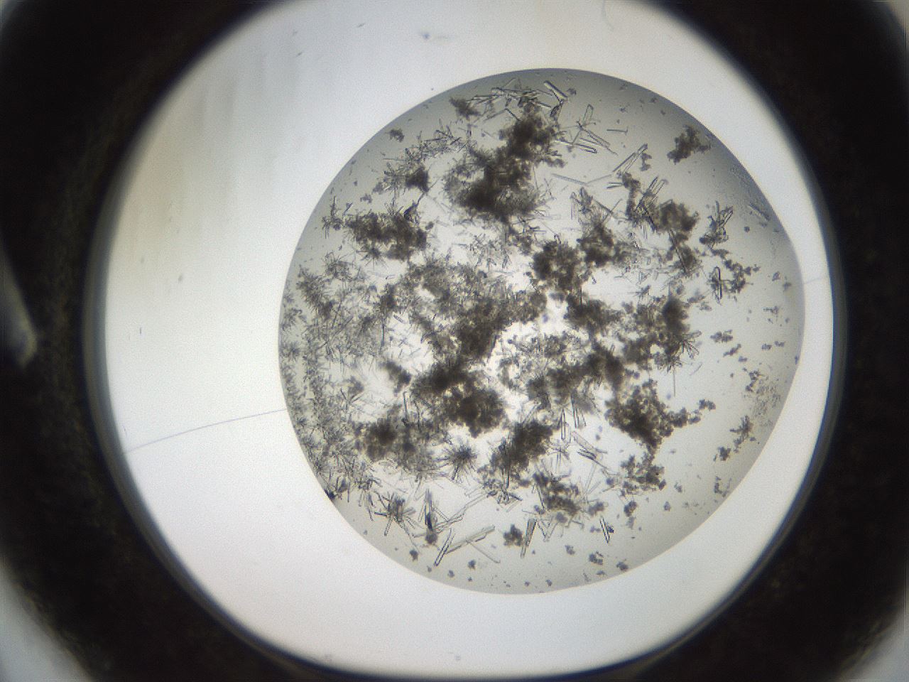 folderID276_plateID2276_batchID10665_wellNum6_profileID1_d1_r158637_ef.jpg
