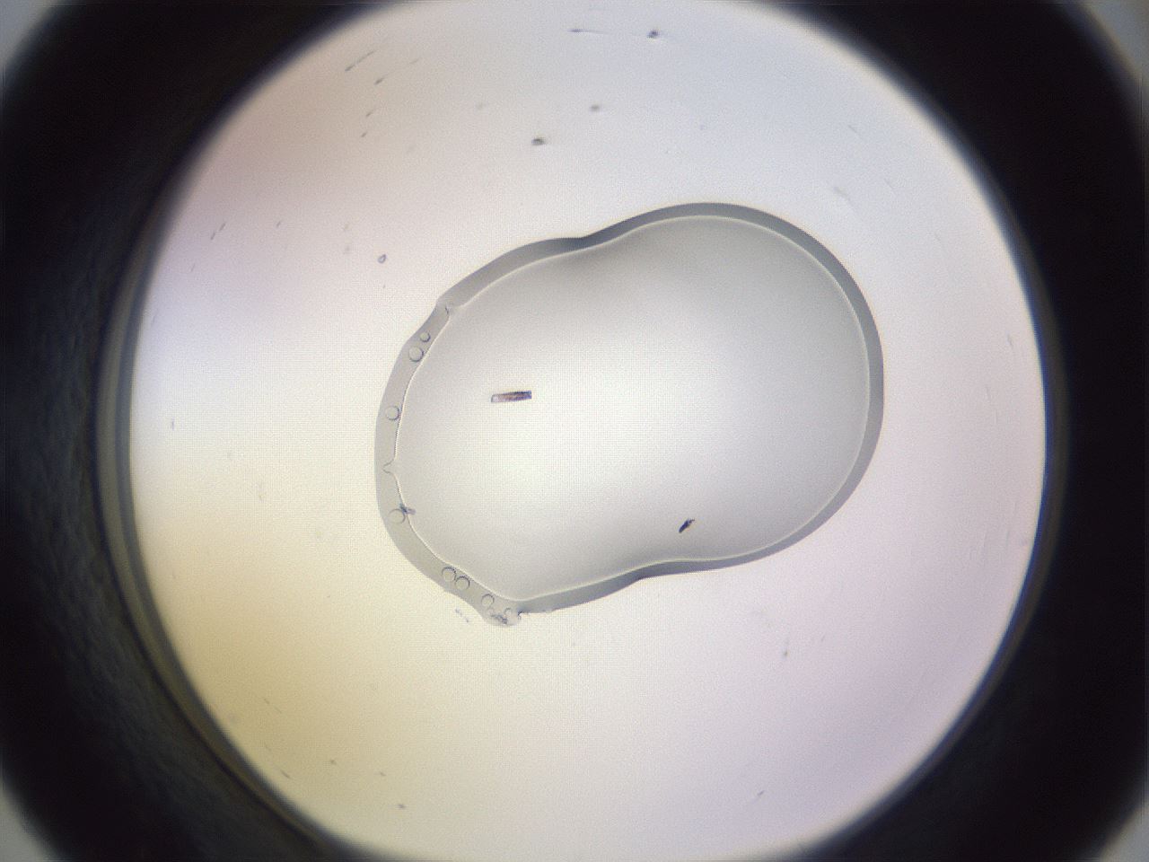 folderID281_plateID1281_batchID4174_wellNum56_profileID1_d1_r75942_ef.jpg