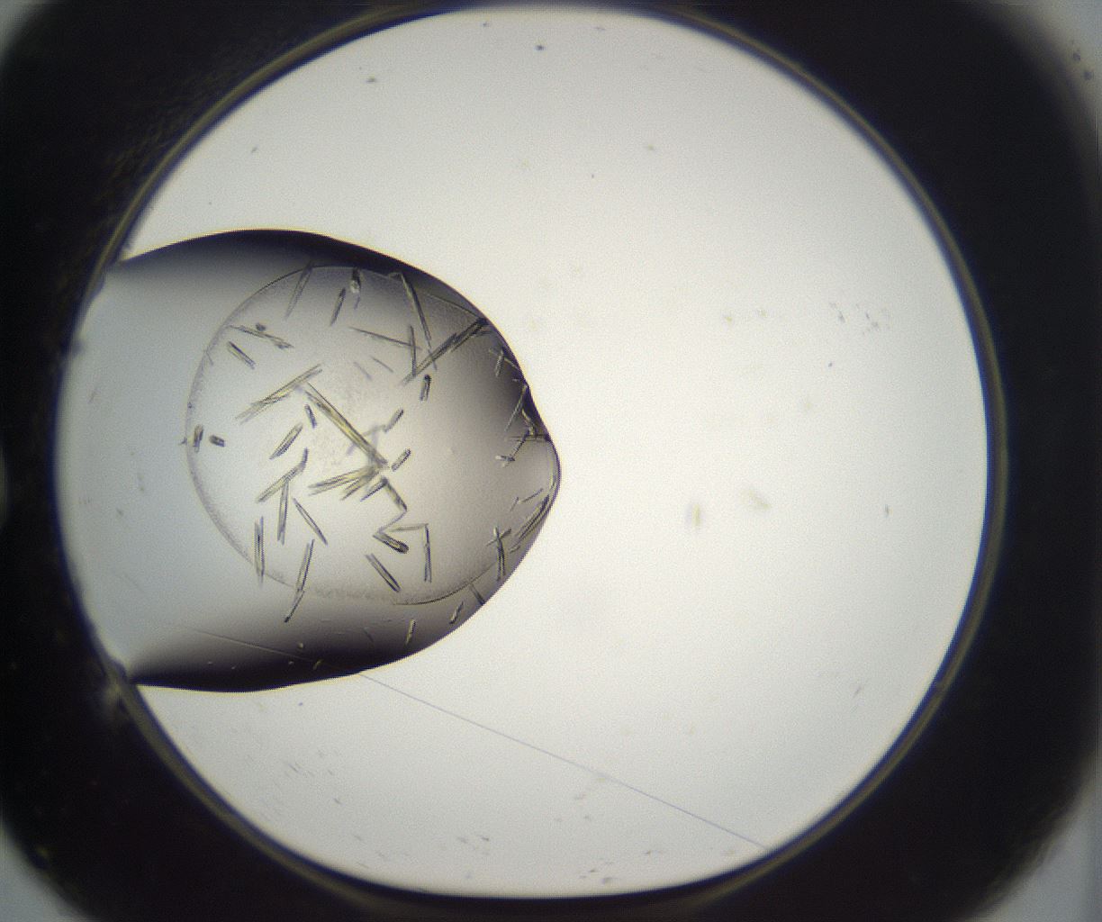 folderID282_plateID2282_batchID10837_wellNum9_profileID1_d1_r160182_ef.jpg