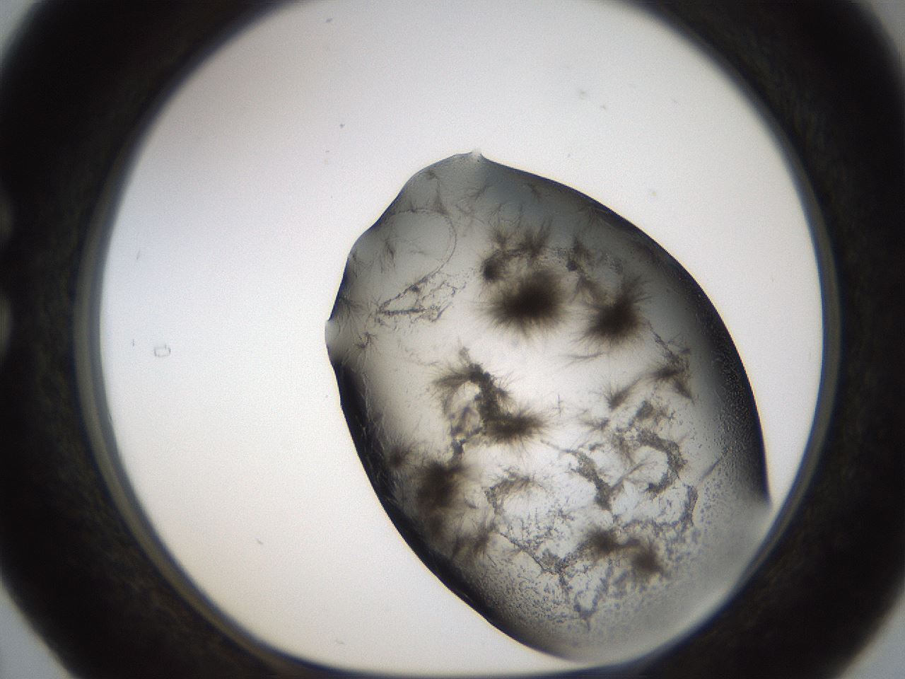 folderID283_plateID1283_batchID4264_wellNum29_profileID1_d1_r77012_ef.jpg