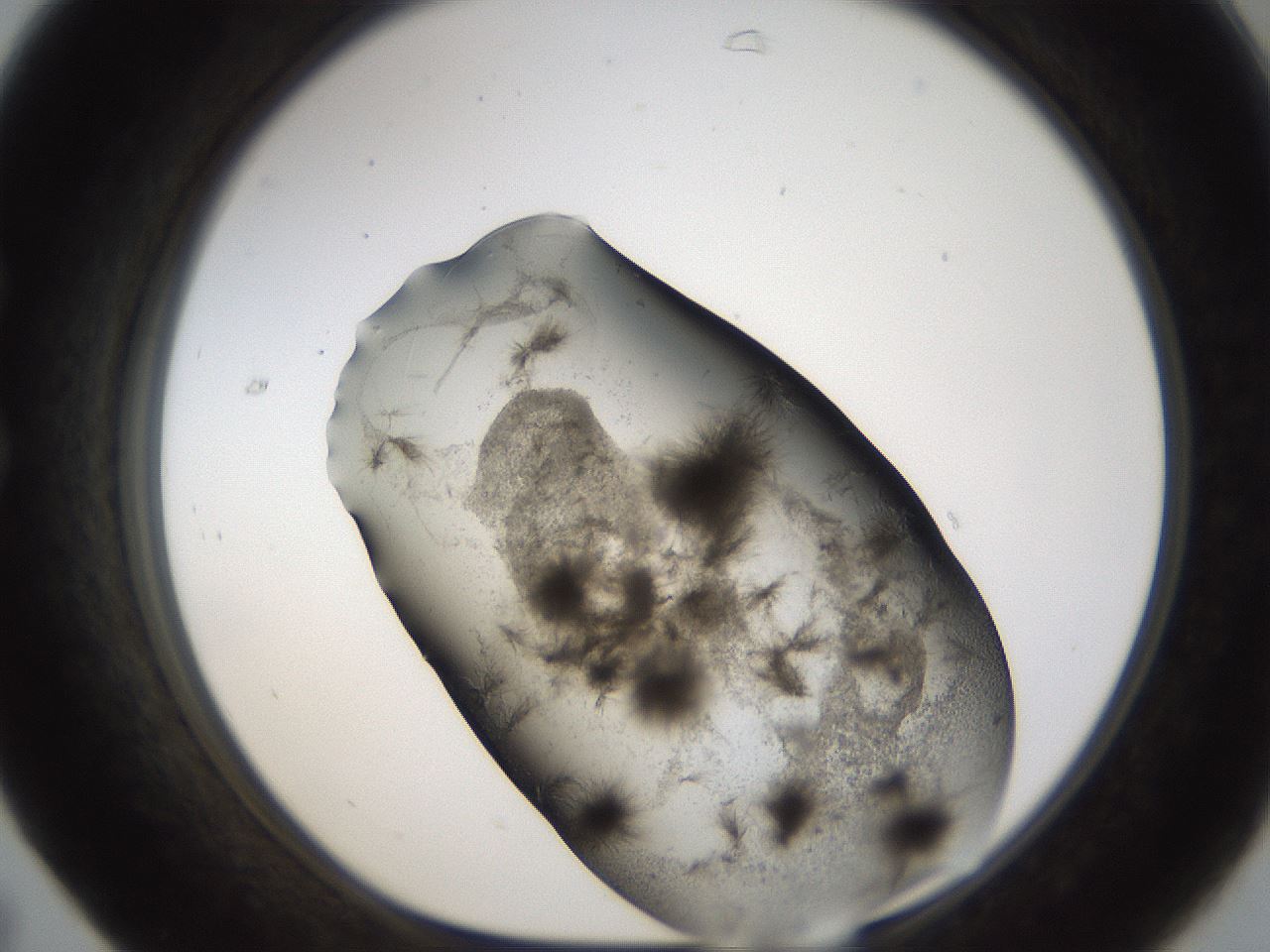 folderID283_plateID1283_batchID4264_wellNum31_profileID1_d1_r77014_ef.jpg