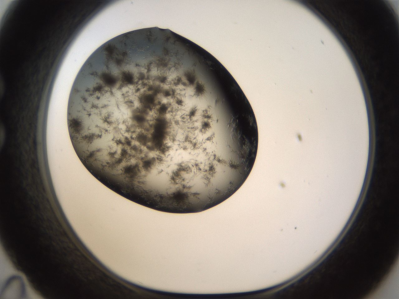 folderID283_plateID1283_batchID4264_wellNum35_profileID1_d1_r77018_ef.jpg