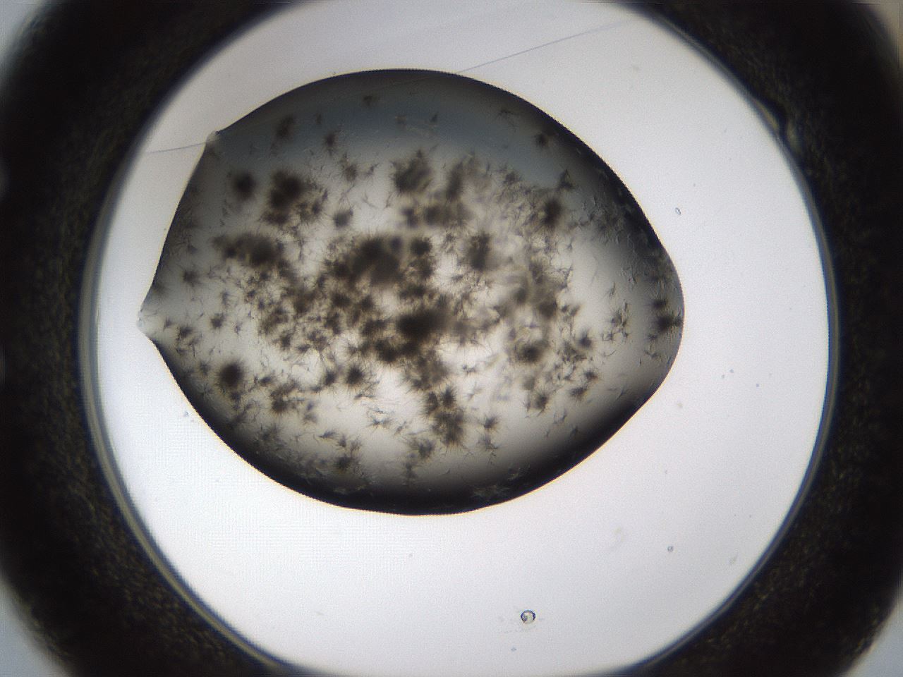 folderID283_plateID1283_batchID4264_wellNum49_profileID1_d1_r77032_ef.jpg