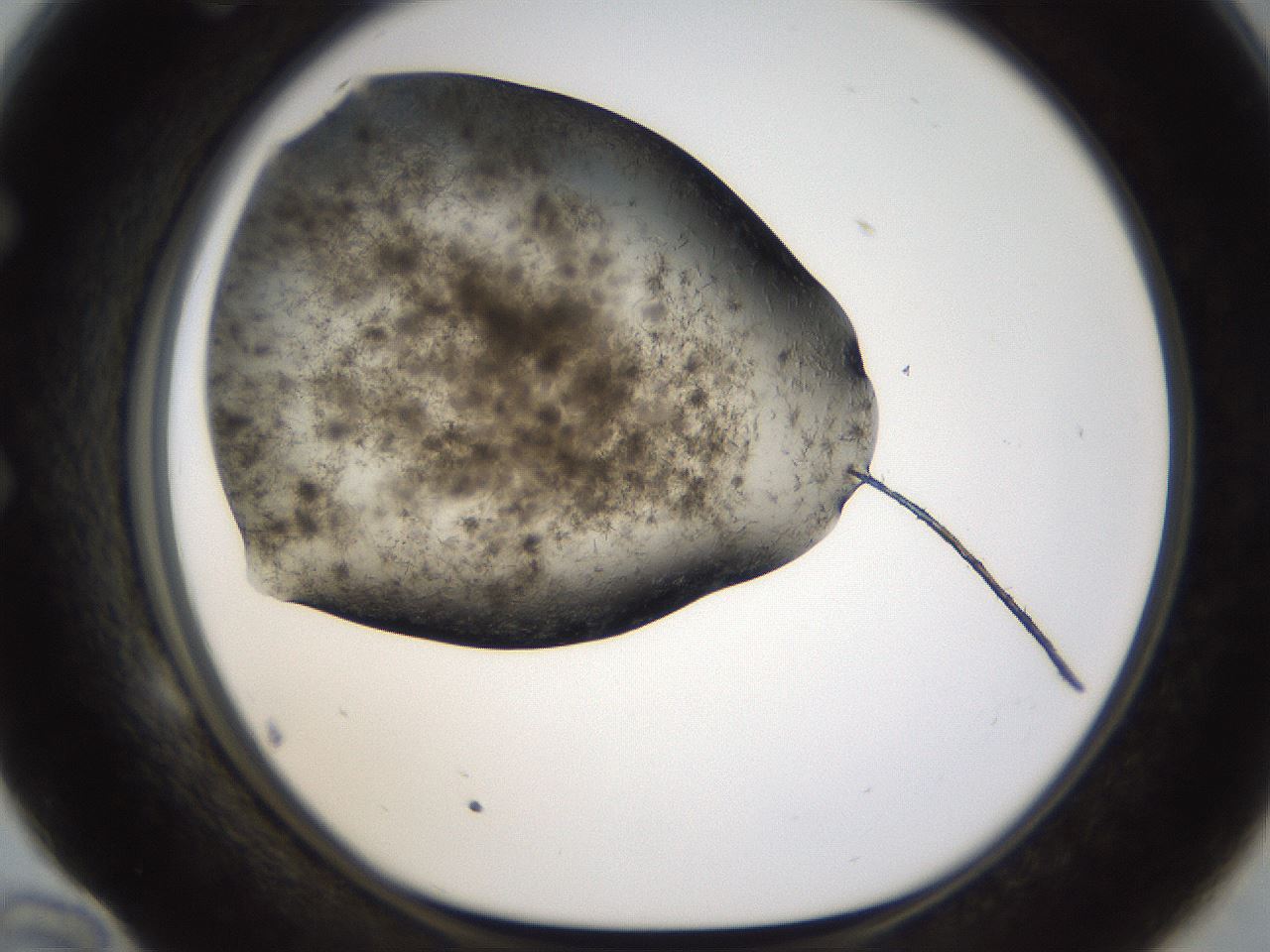 folderID283_plateID1283_batchID4264_wellNum58_profileID1_d1_r77041_ef.jpg