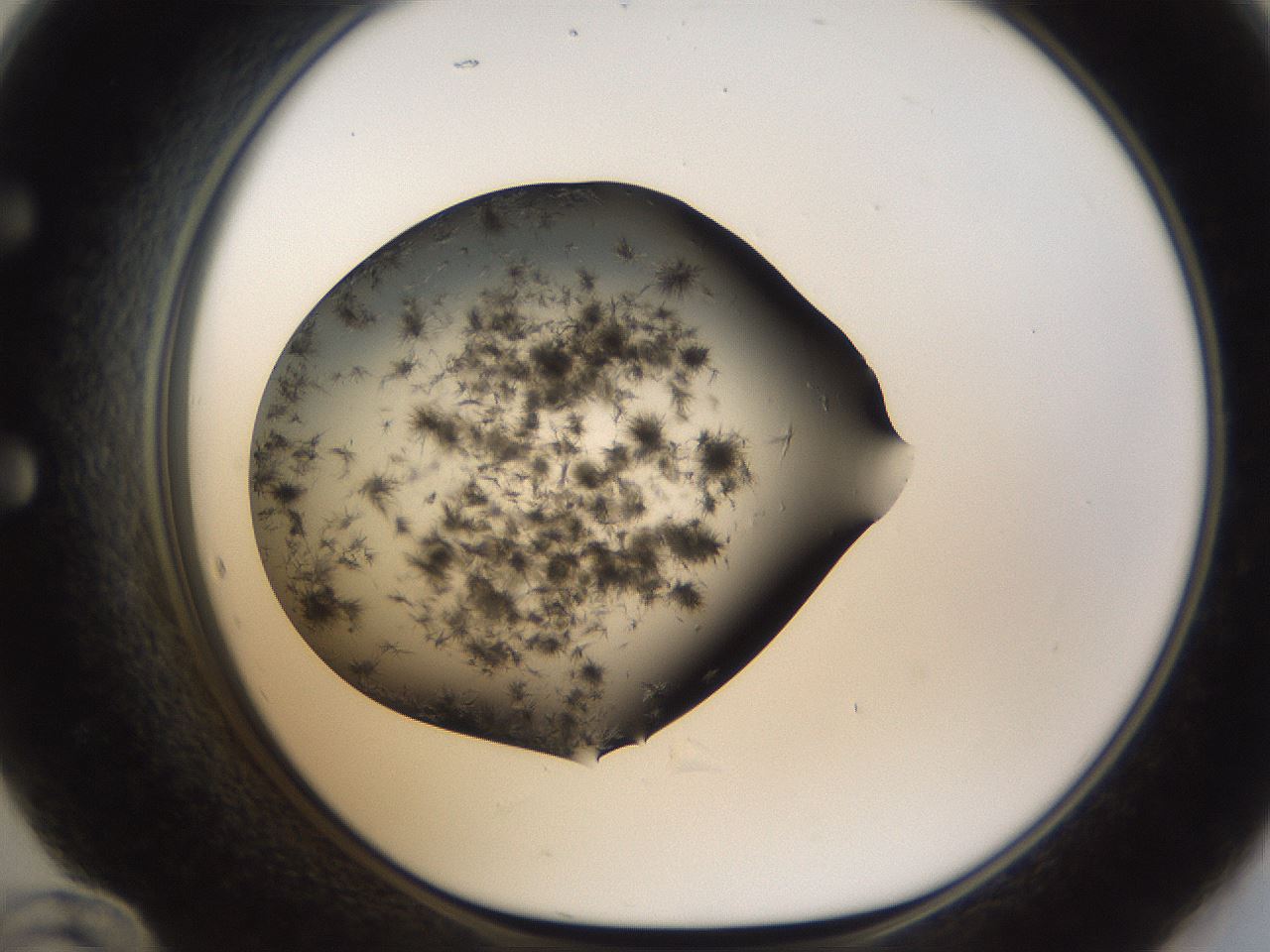 folderID283_plateID1283_batchID4264_wellNum60_profileID1_d1_r77043_ef.jpg