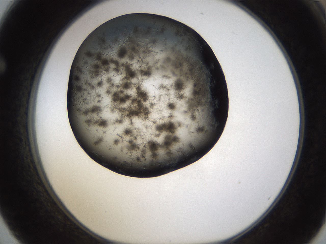 folderID283_plateID1283_batchID4264_wellNum62_profileID1_d1_r77045_ef.jpg