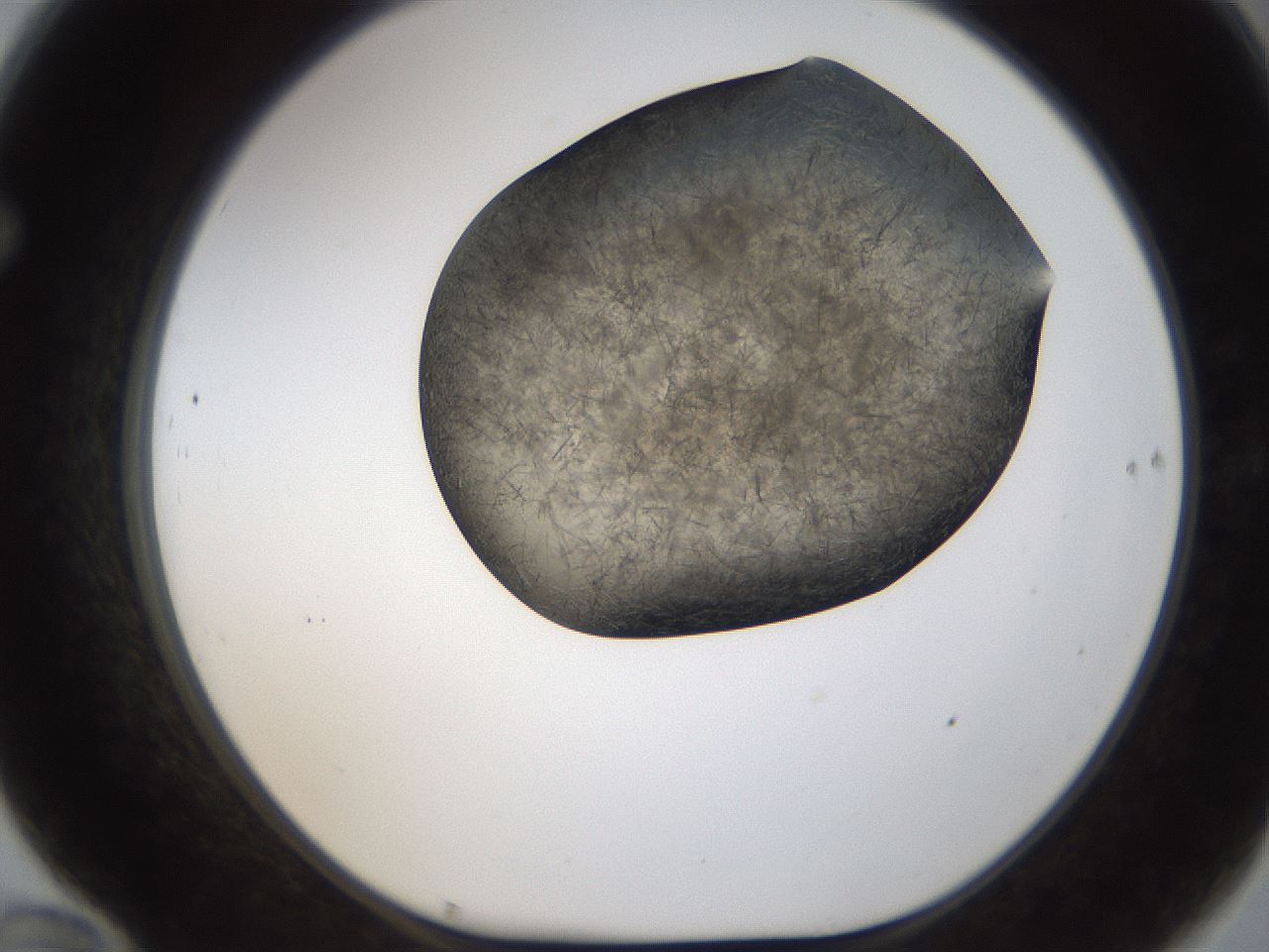 folderID283_plateID1283_batchID4264_wellNum70_profileID1_d1_r77053_ef.jpg