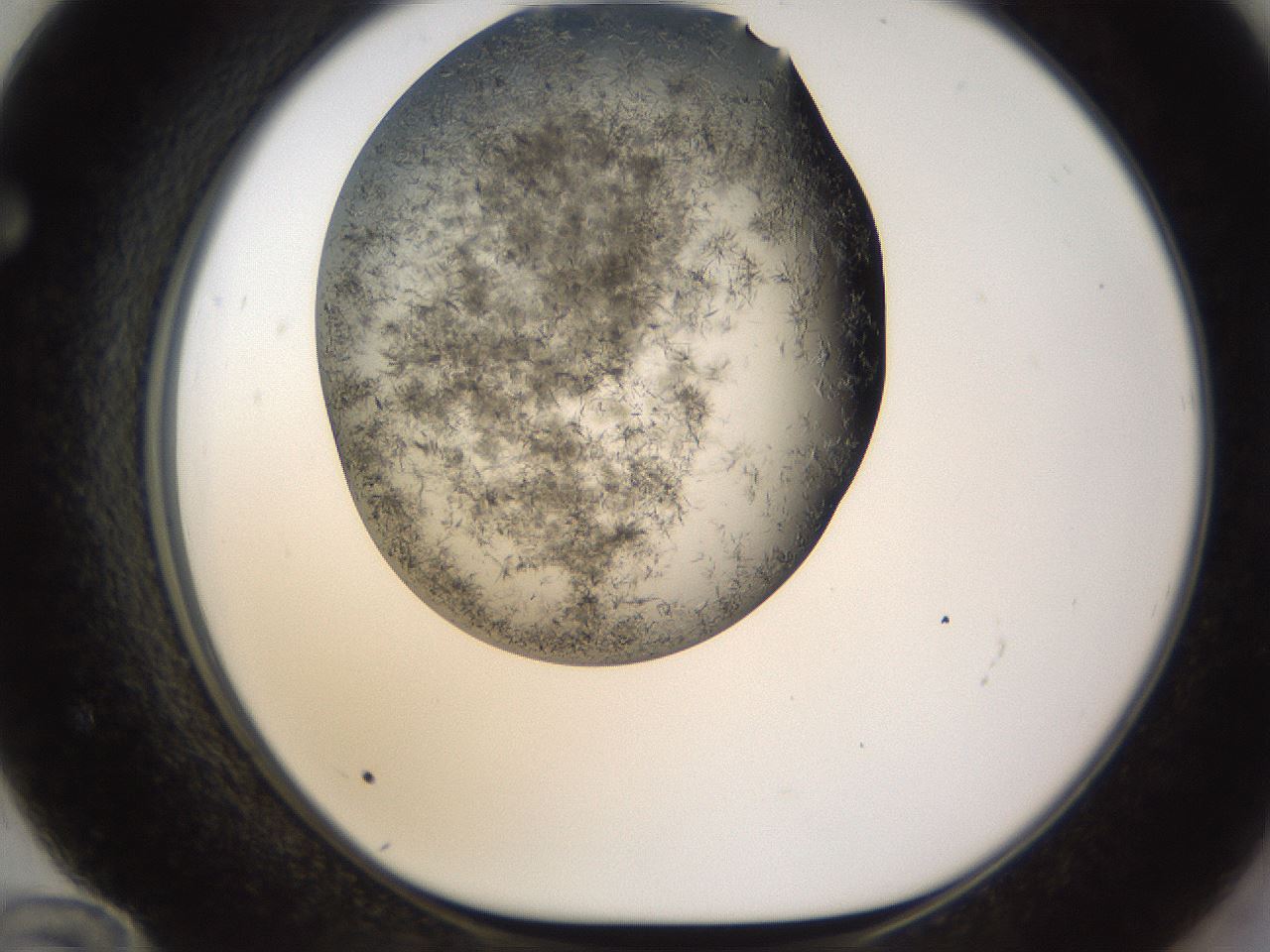 folderID283_plateID1283_batchID4264_wellNum72_profileID1_d1_r77055_ef.jpg