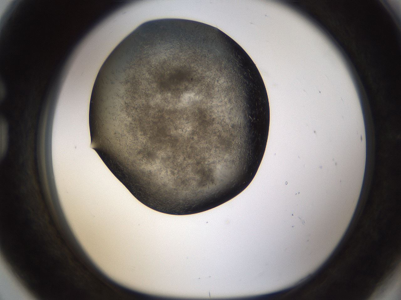 folderID283_plateID1283_batchID4264_wellNum80_profileID1_d1_r77063_ef.jpg