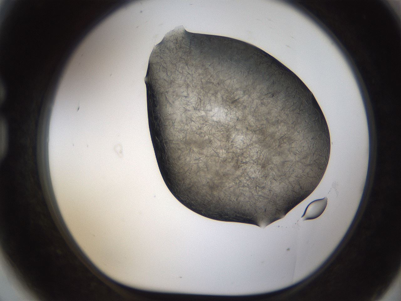 folderID283_plateID1283_batchID4264_wellNum81_profileID1_d1_r77064_ef.jpg