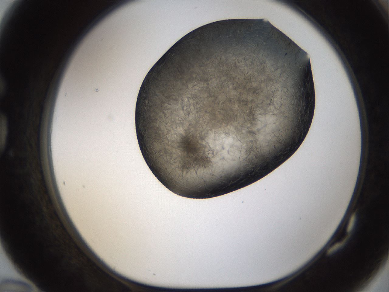 folderID283_plateID1283_batchID4264_wellNum82_profileID1_d1_r77065_ef.jpg