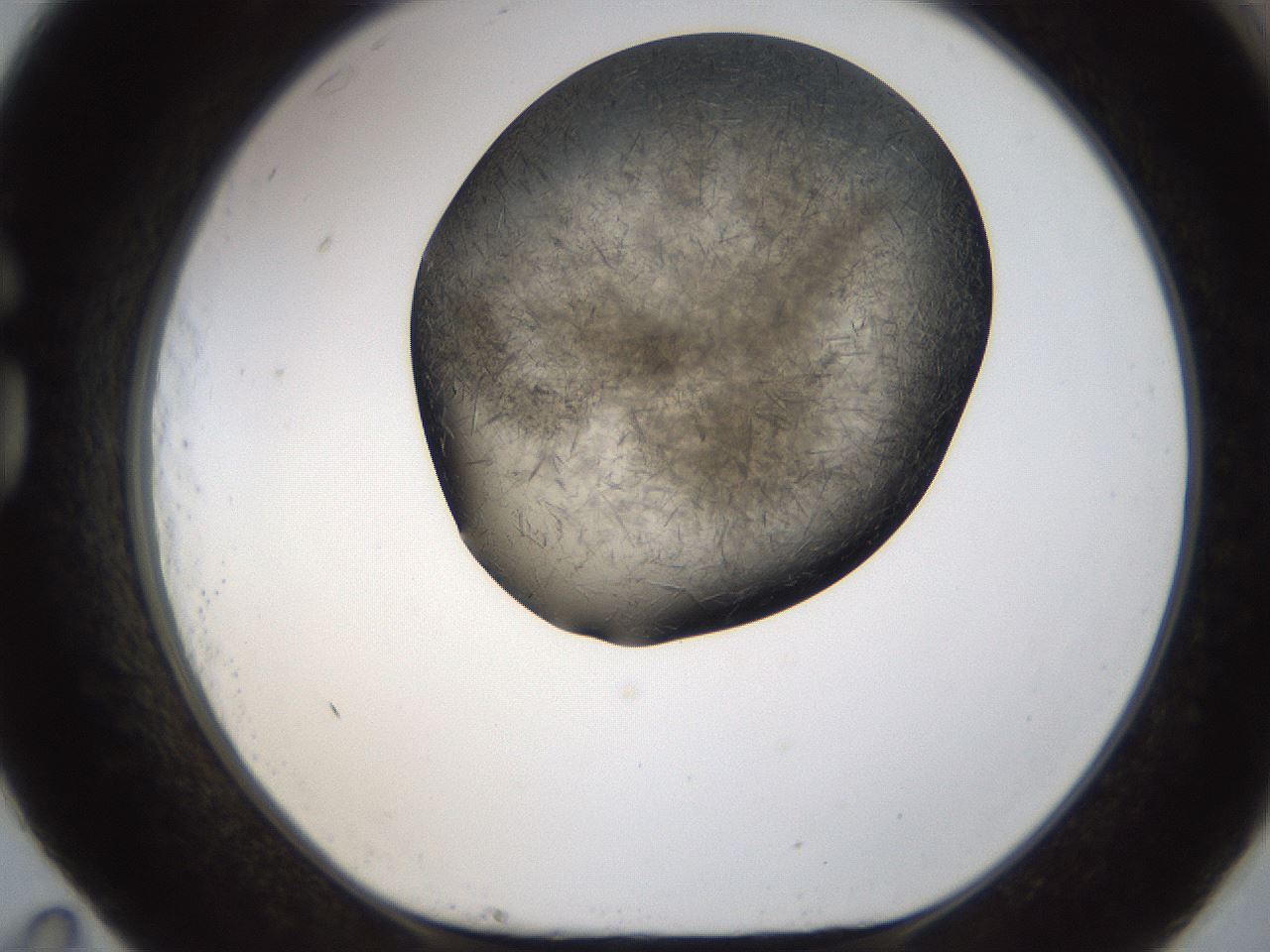 folderID283_plateID1283_batchID4264_wellNum83_profileID1_d1_r77066_ef.jpg