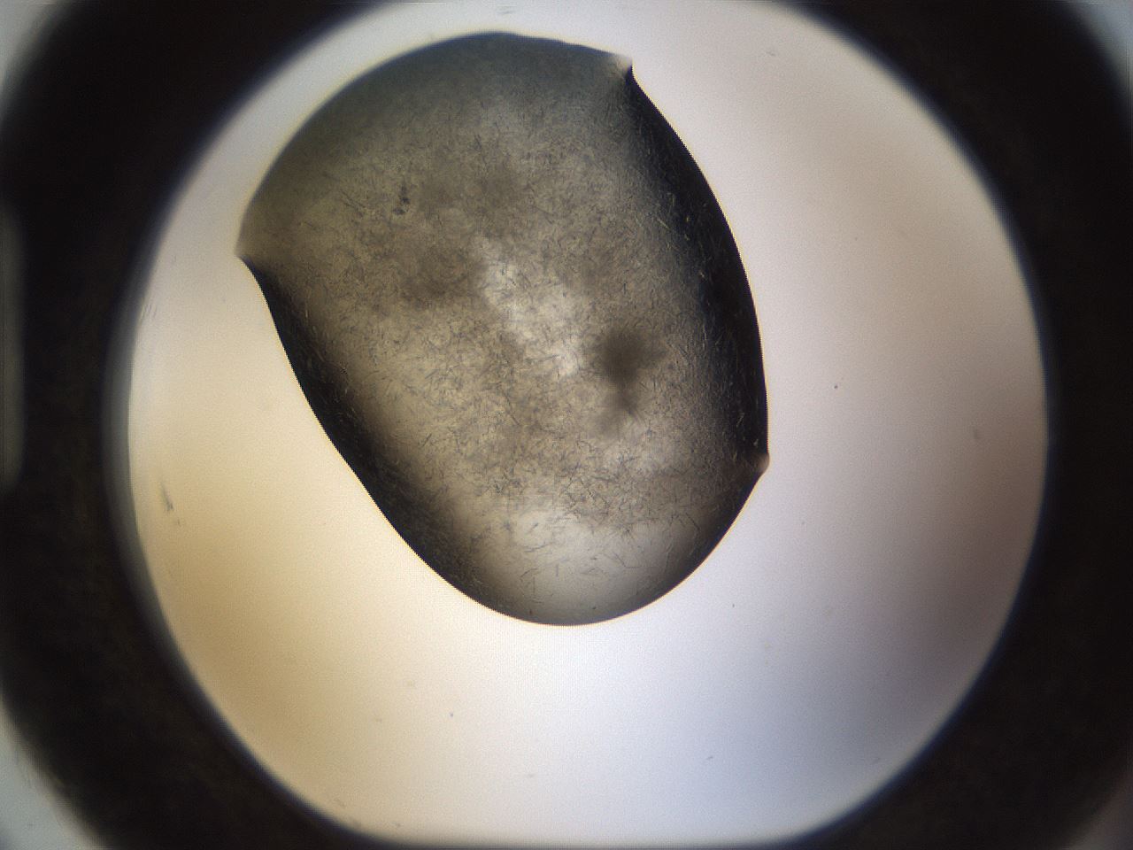 folderID283_plateID1283_batchID4264_wellNum91_profileID1_d1_r77074_ef.jpg