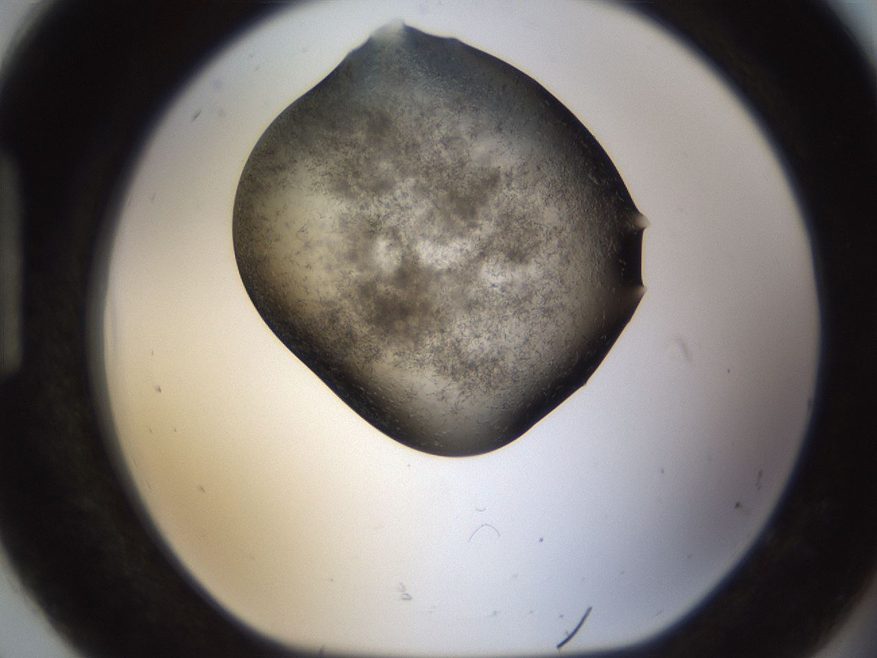 folderID283_plateID1283_batchID4264_wellNum92_profileID1_d1_r77075_ef.jpg