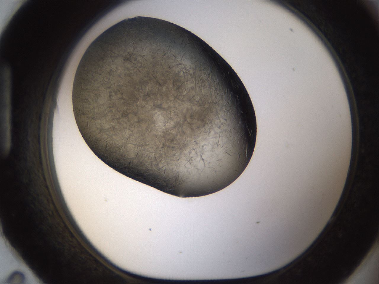 folderID283_plateID1283_batchID4264_wellNum95_profileID1_d1_r77078_ef.jpg