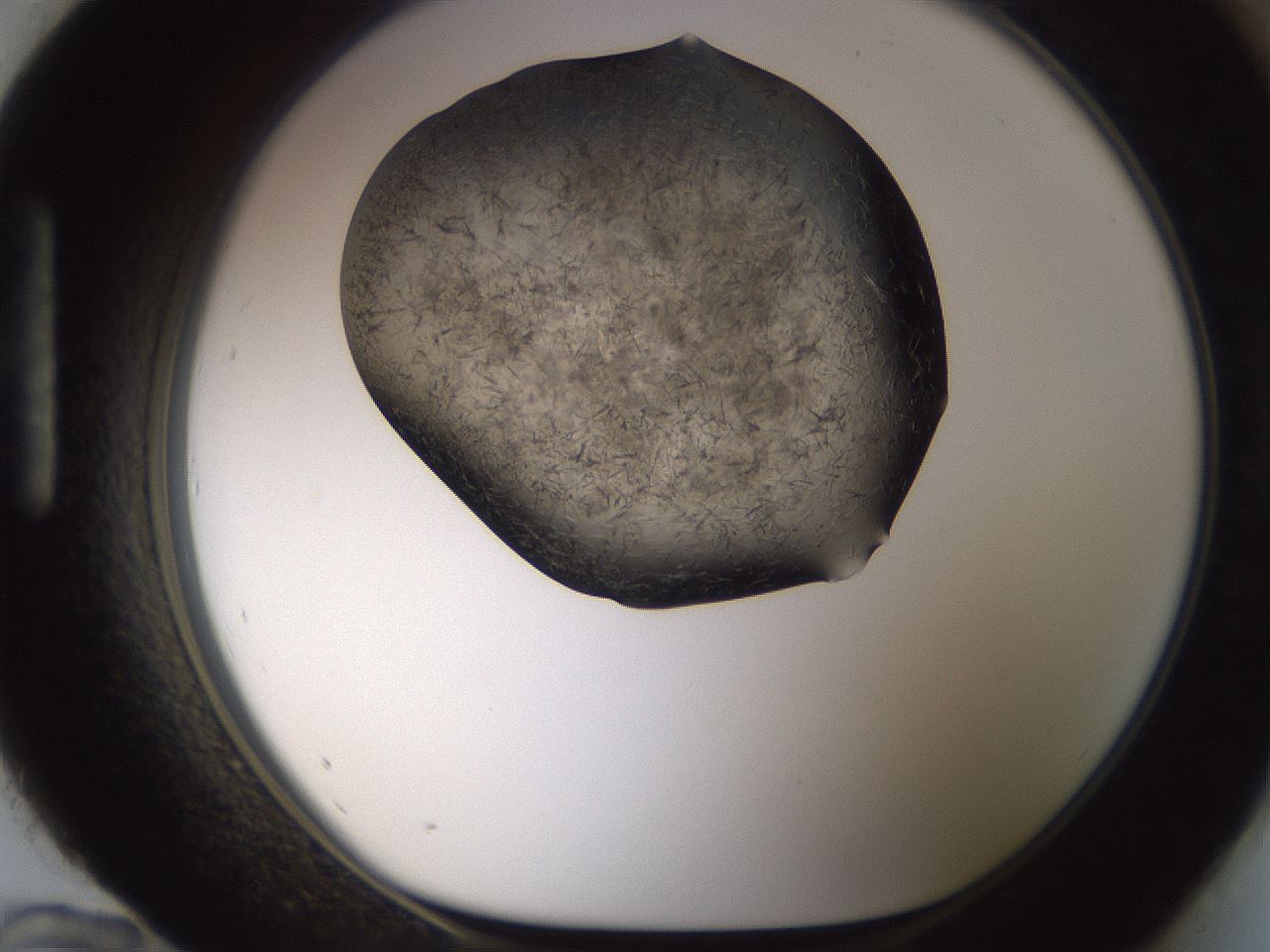 folderID283_plateID1283_batchID4264_wellNum96_profileID1_d1_r77079_ef.jpg