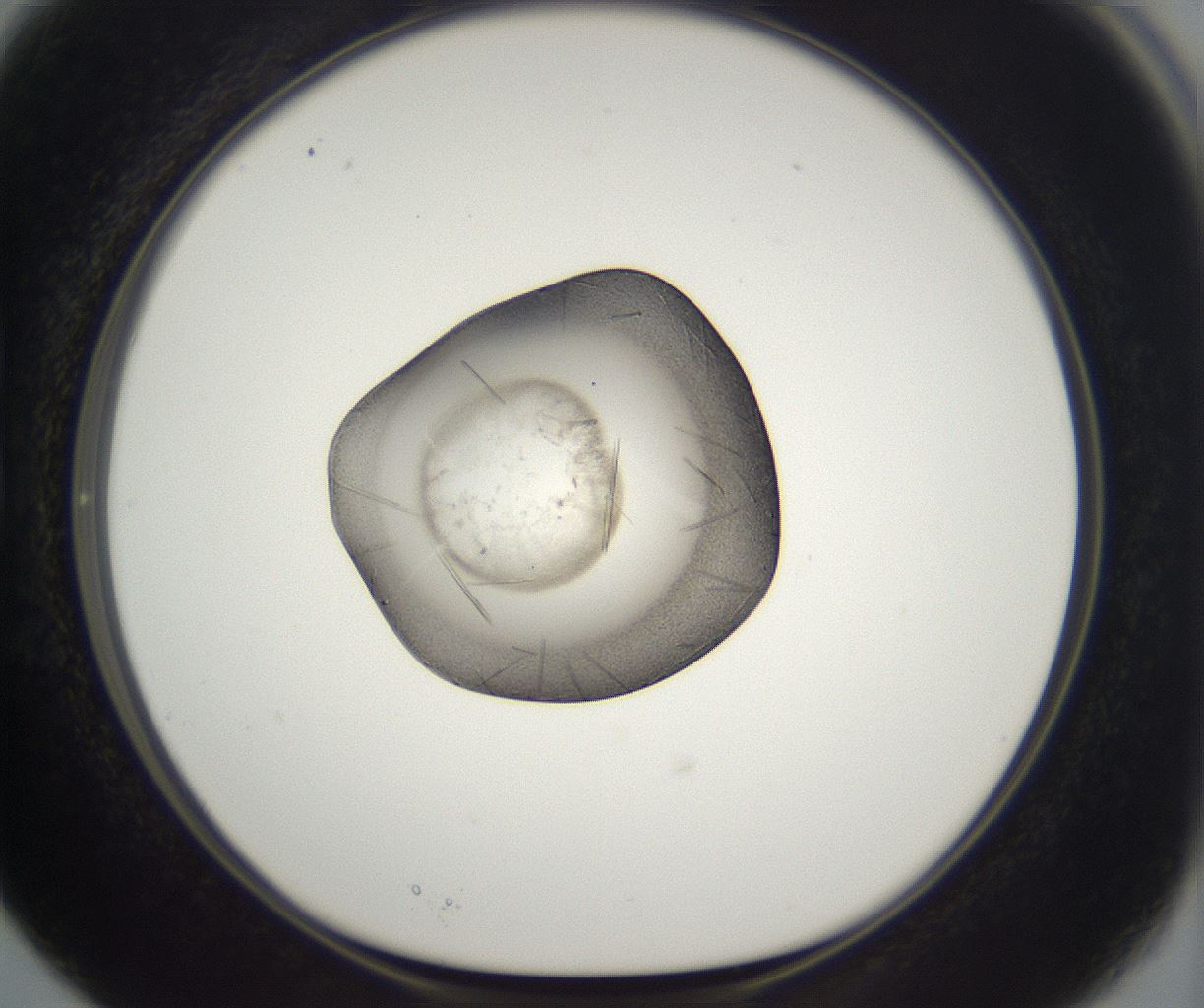 folderID284_plateID2284_batchID10838_wellNum15_profileID1_d1_r160284_ef.jpg