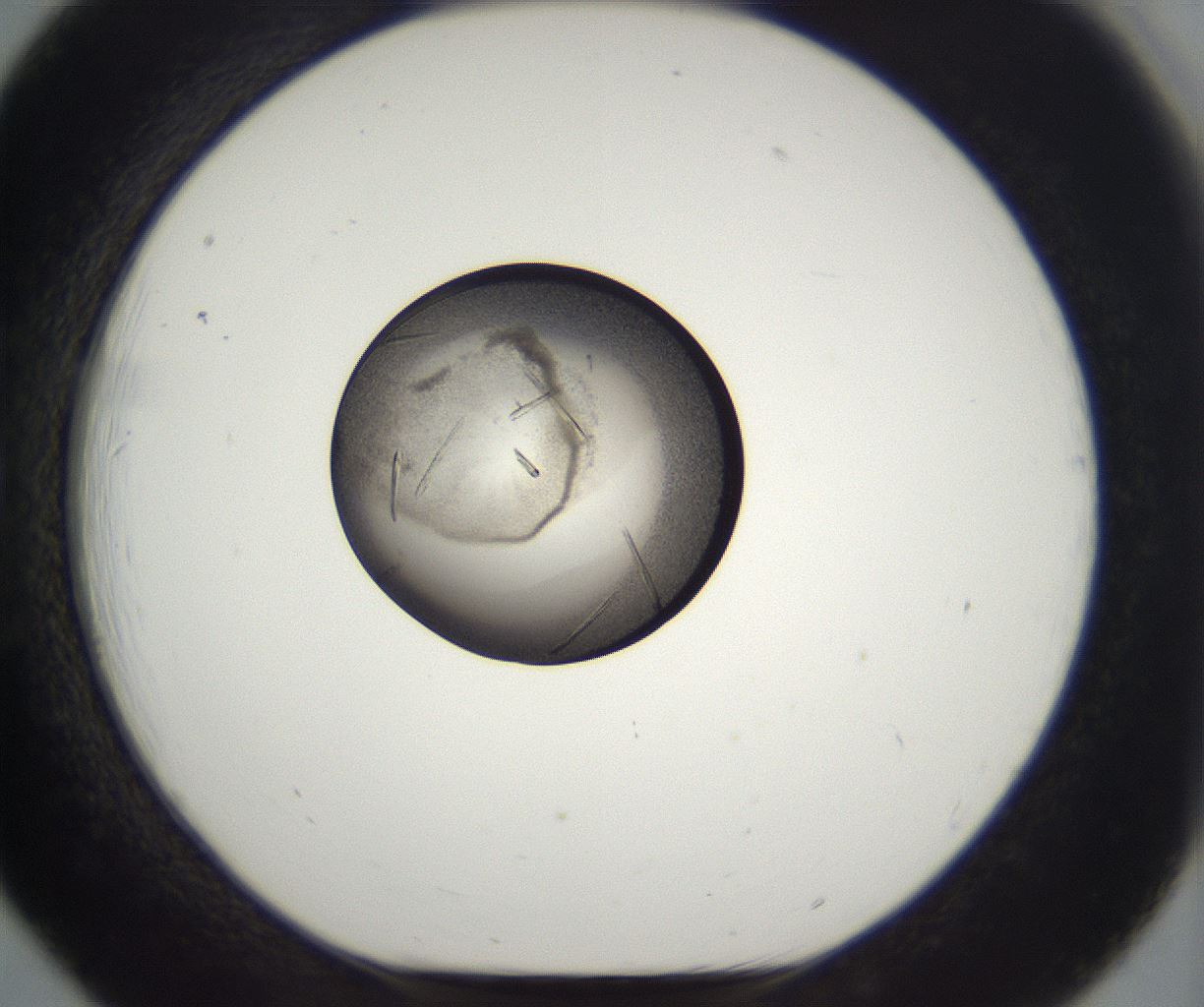folderID284_plateID2284_batchID10838_wellNum18_profileID1_d1_r160287_ef.jpg
