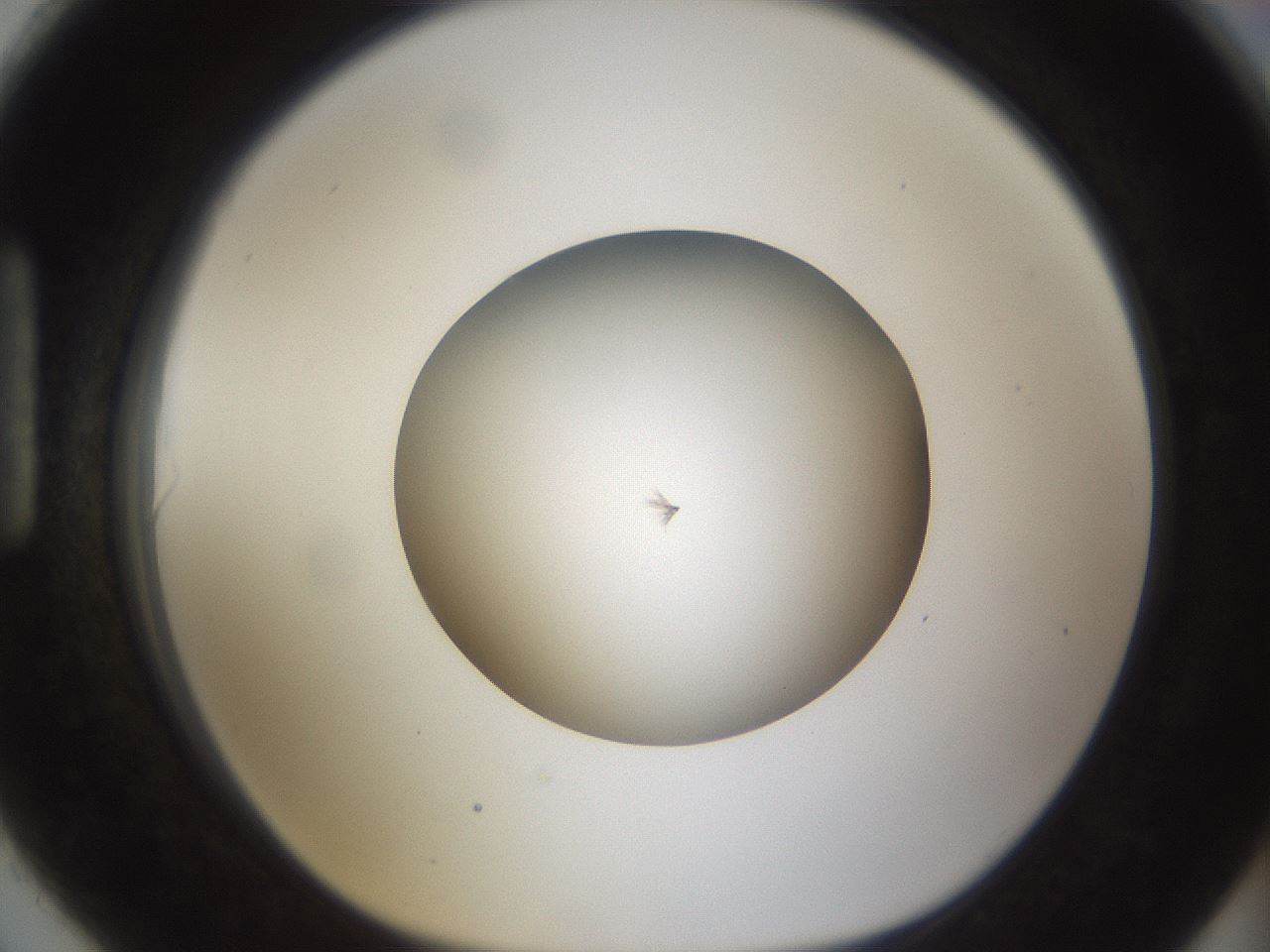 folderID285_plateID1285_batchID4276_wellNum90_profileID1_d1_r77457_ef.jpg
