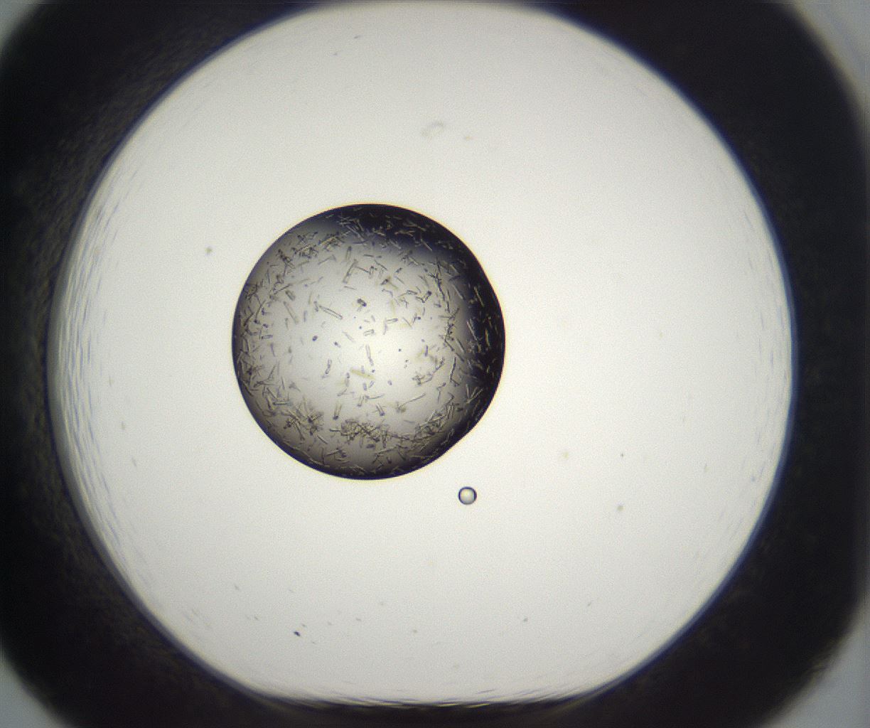folderID286_plateID2286_batchID10841_wellNum19_profileID1_d1_r160480_ef.jpg