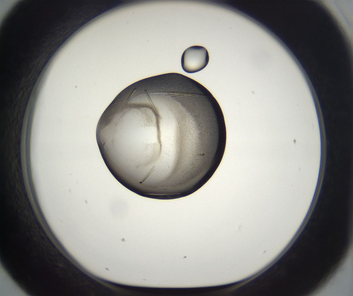 folderID286_plateID2286_batchID10841_wellNum43_profileID1_d1_r160504_ef.jpg