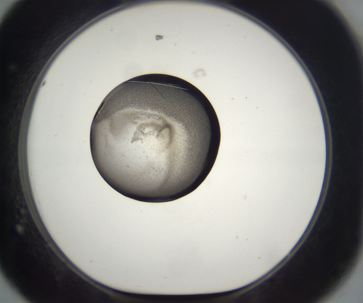 folderID286_plateID2286_batchID10841_wellNum44_profileID1_d1_r160505_ef.jpg