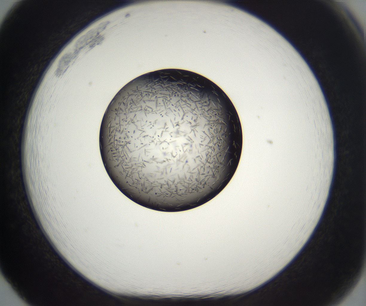 folderID286_plateID2286_batchID10841_wellNum65_profileID1_d1_r160526_ef.jpg