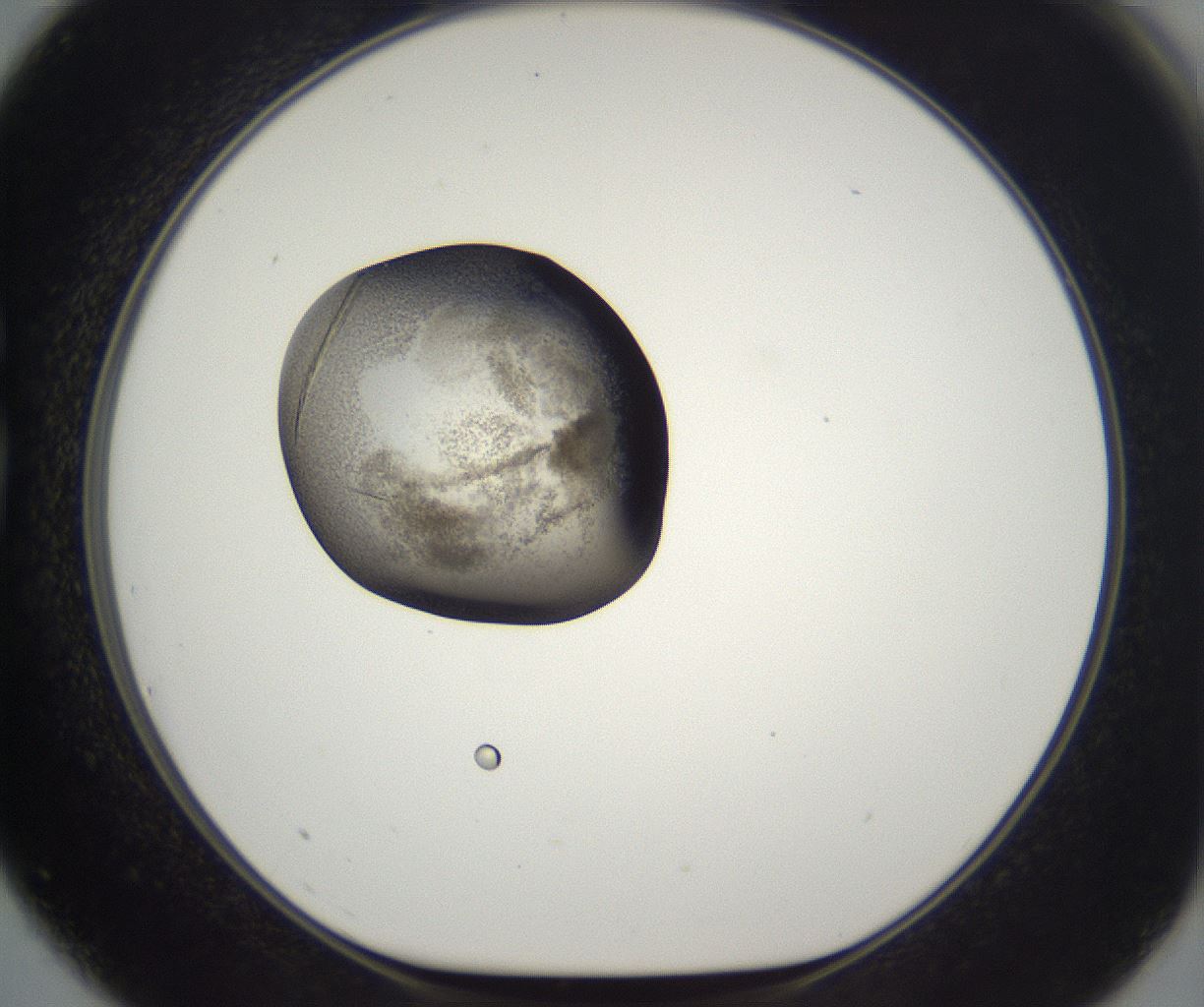 folderID286_plateID2286_batchID10841_wellNum75_profileID1_d1_r160536_ef.jpg