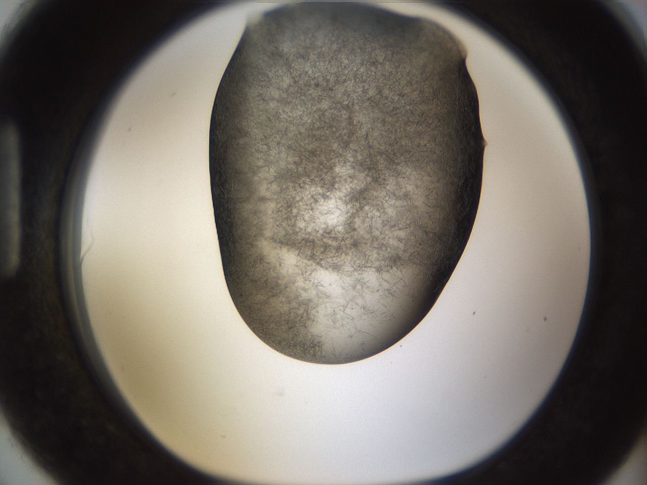 folderID283_plateID1283_batchID4264_wellNum90_profileID1_d1_r77073_ef.jpg