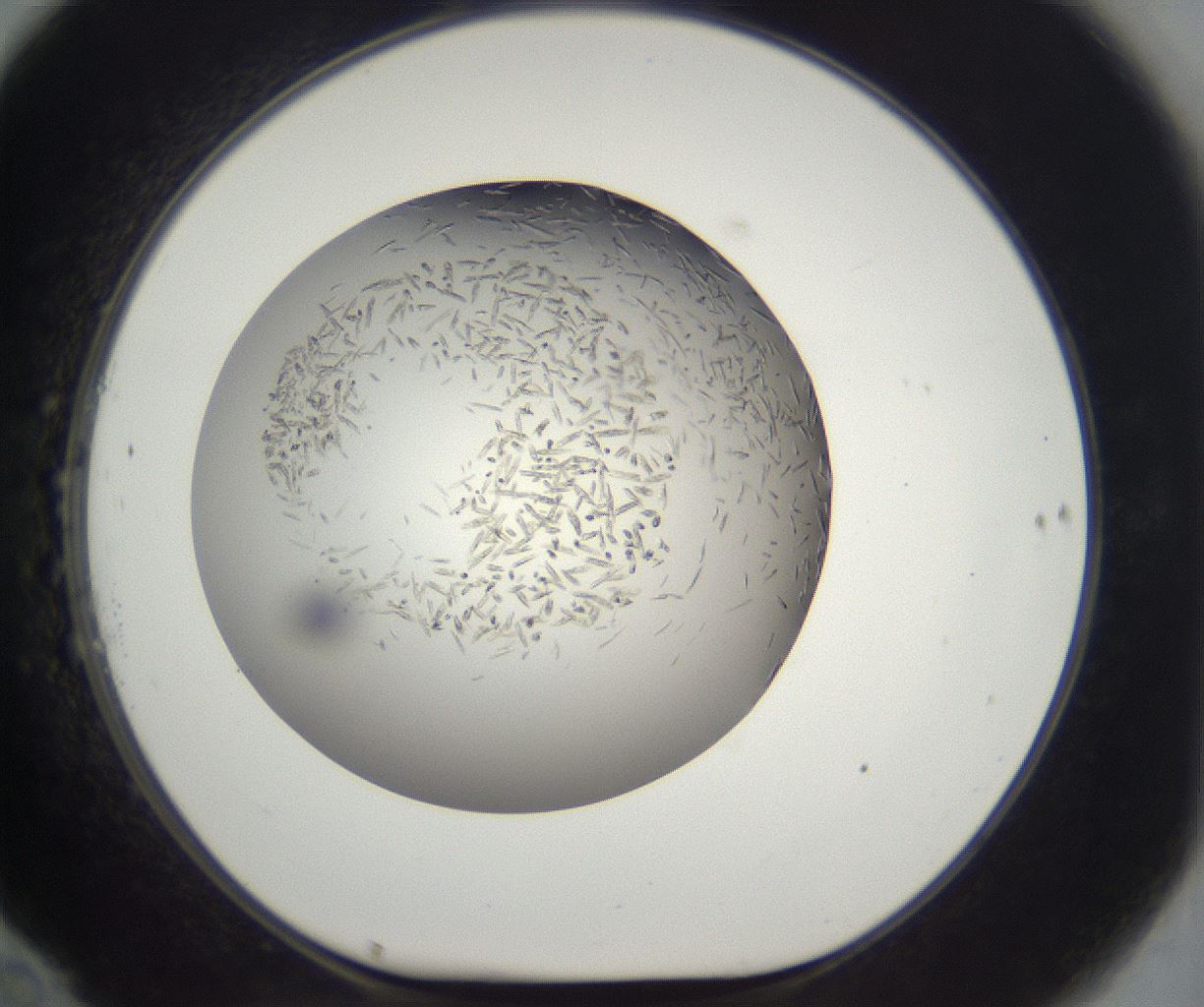 folderID284_plateID2284_batchID10838_wellNum70_profileID1_d1_r160339_ef.jpg