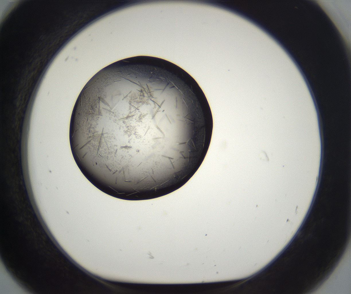 folderID286_plateID2286_batchID10841_wellNum92_profileID1_d1_r160553_ef.jpg