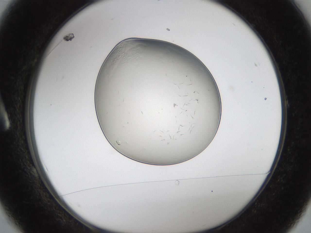 folderID293_plateID1293_batchID4282_wellNum1_profileID1_d1_r77752_ef.jpg