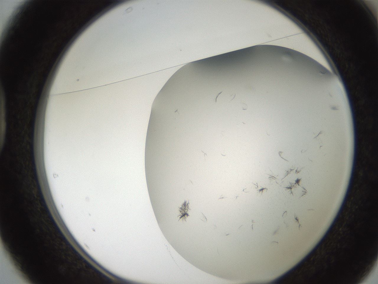 folderID236_plateID2236_batchID10126_wellNum37_profileID1_d1_r154591_ef.jpg