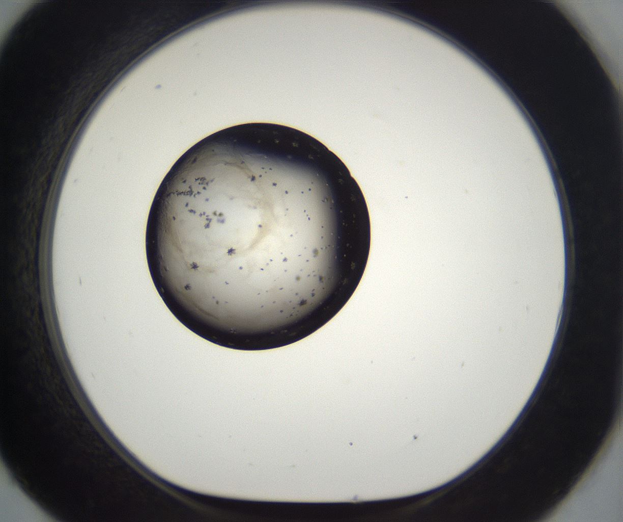 folderID286_plateID2286_batchID10841_wellNum93_profileID1_d1_r160554_ef.jpg