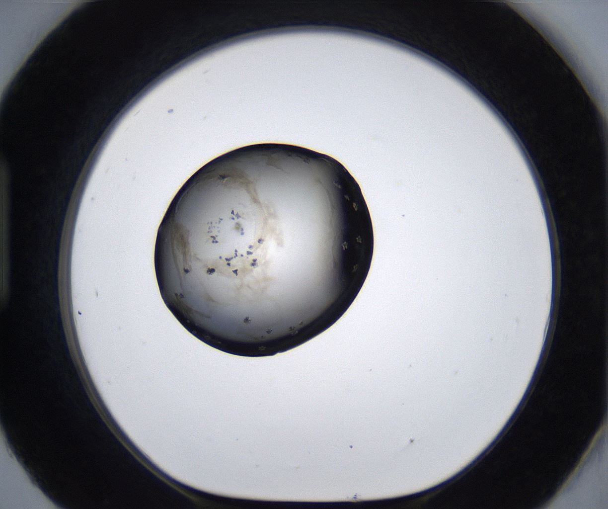 folderID287_plateID2287_batchID10814_wellNum93_profileID1_d1_r159882_ef.jpg