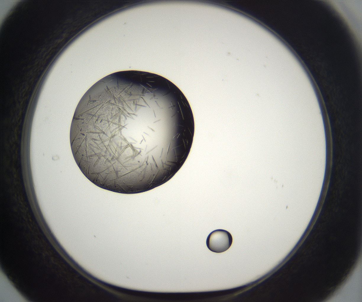 folderID288_plateID2288_batchID10842_wellNum29_profileID1_d1_r160586_ef.jpg