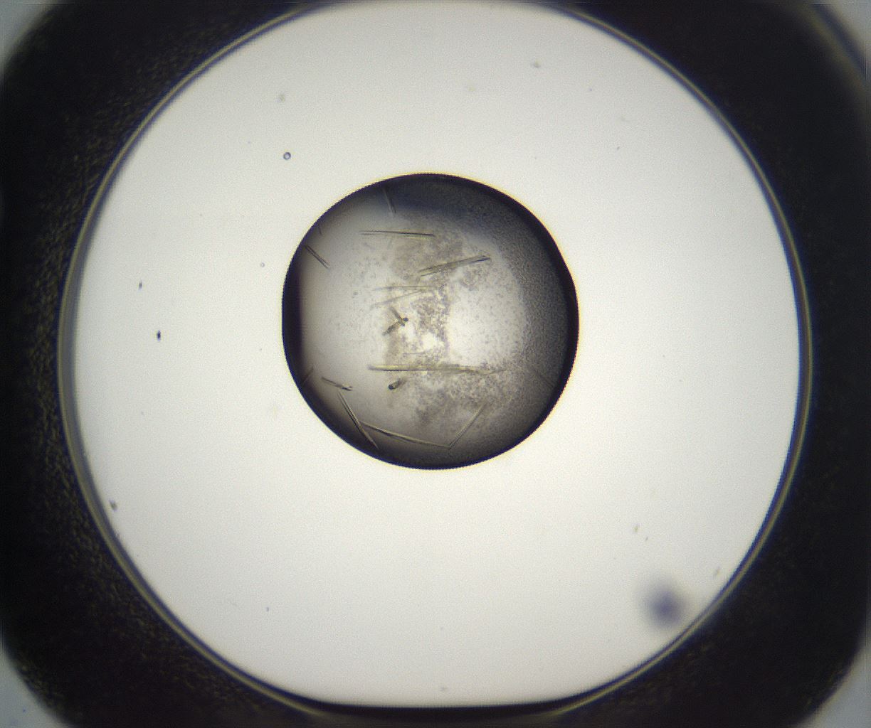 folderID288_plateID2288_batchID10842_wellNum62_profileID1_d1_r160619_ef.jpg