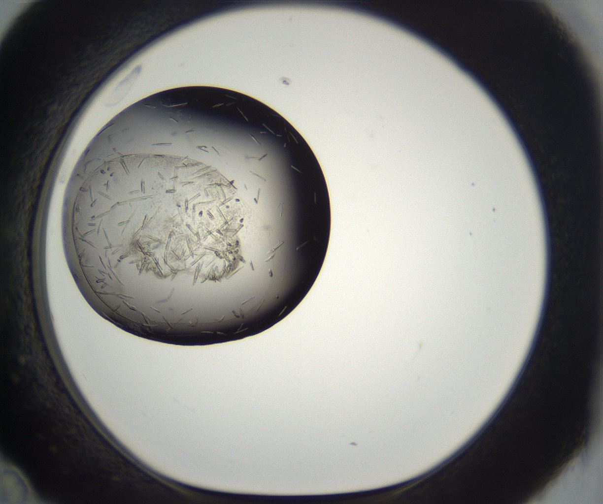 folderID290_plateID2290_batchID10843_wellNum36_profileID1_d1_r160689_ef.jpg