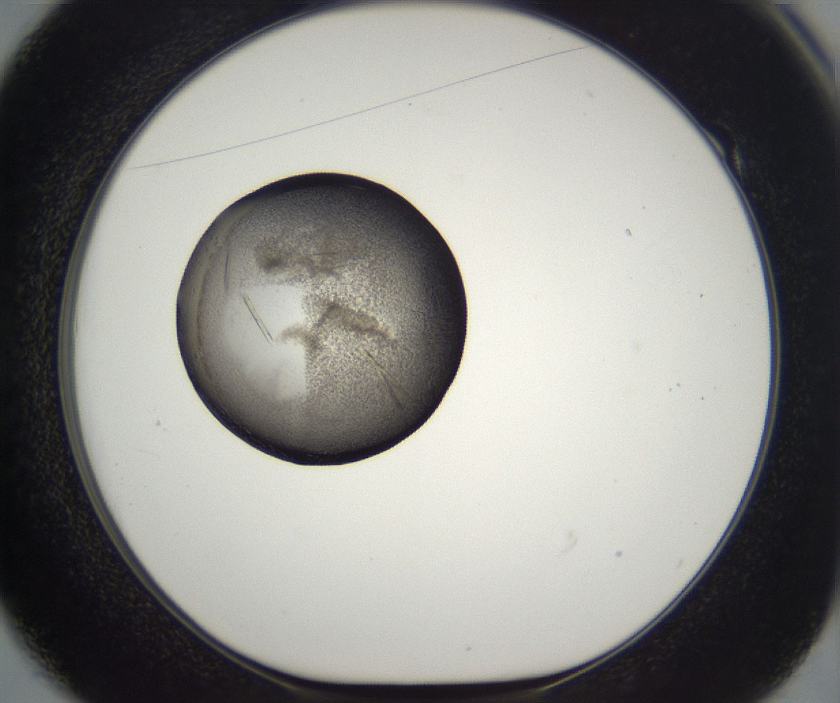 folderID290_plateID2290_batchID10843_wellNum49_profileID1_d1_r160702_ef.jpg