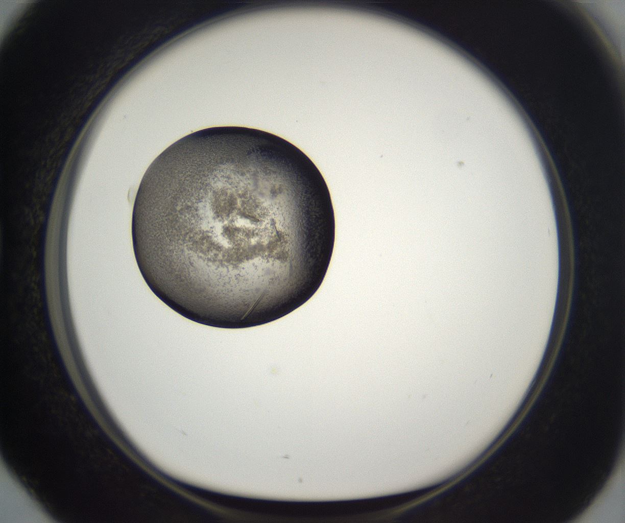 folderID290_plateID2290_batchID10843_wellNum76_profileID1_d1_r160729_ef.jpg