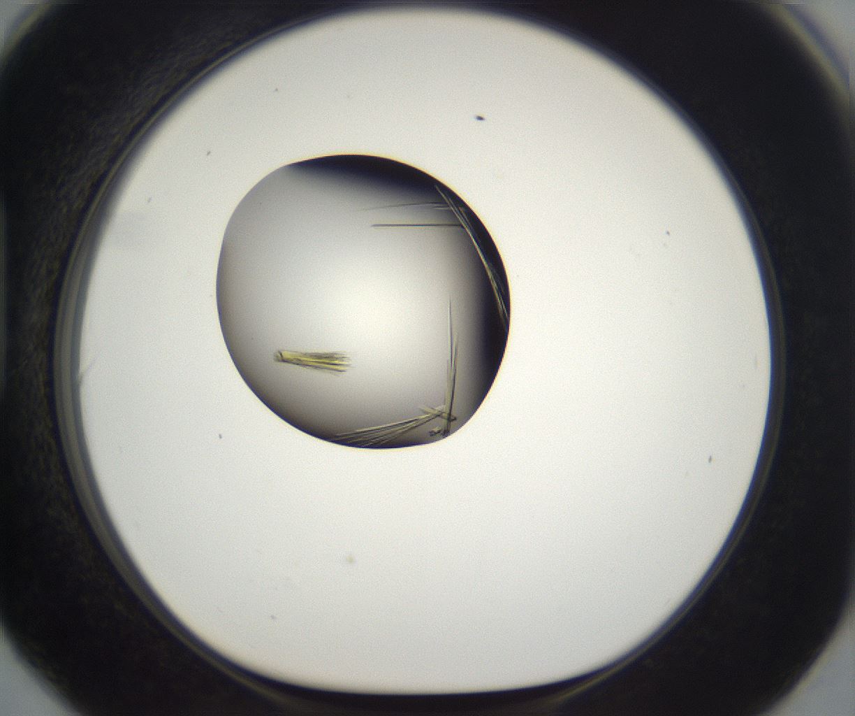 folderID290_plateID2290_batchID10843_wellNum90_profileID1_d1_r160743_ef.jpg