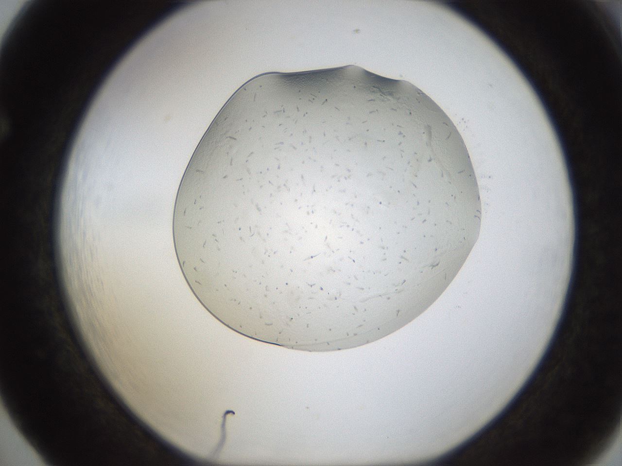 folderID293_plateID1293_batchID4282_wellNum65_profileID1_d1_r77796_ef.jpg