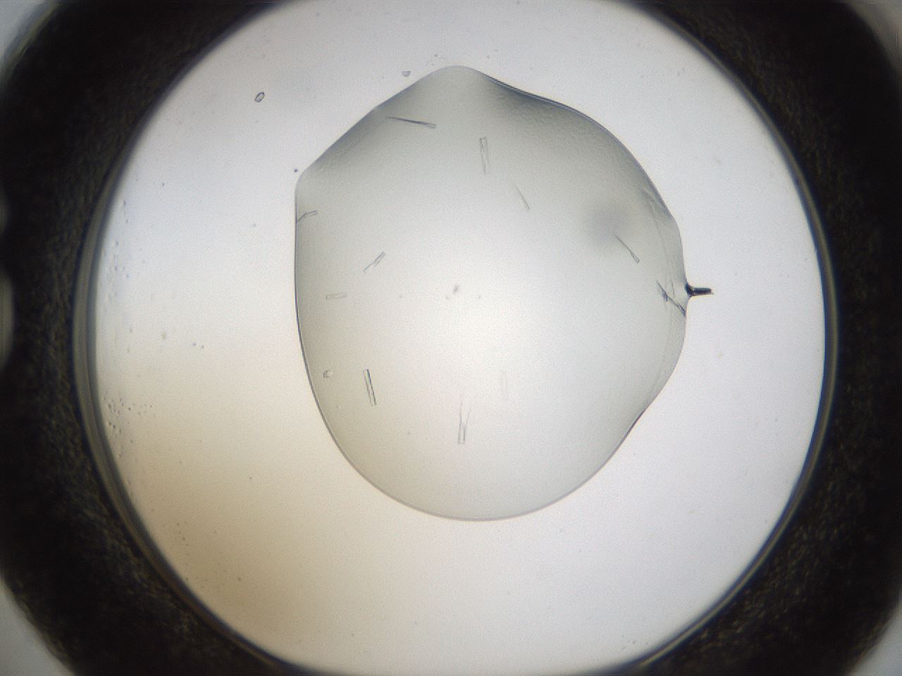 folderID293_plateID1293_batchID4282_wellNum73_profileID1_d1_r77800_ef.jpg