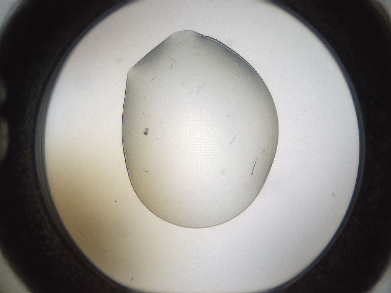 folderID293_plateID1293_batchID4282_wellNum74_profileID1_d1_r77801_ef.jpg